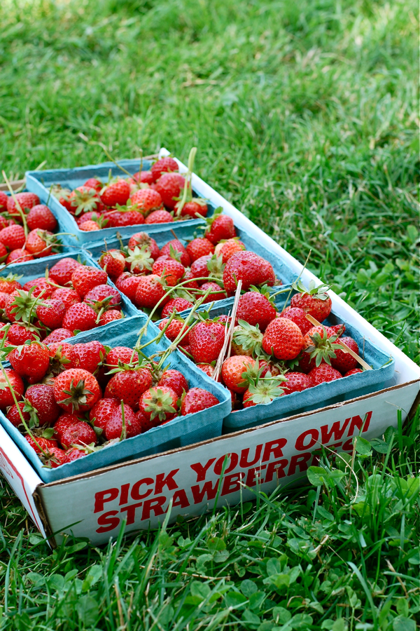 6 quarts strawberries