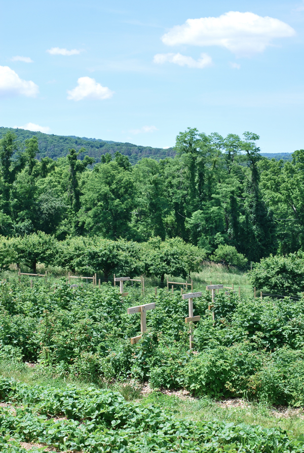 pick your own strawberry patch