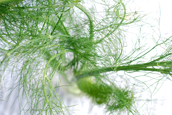 now in season: fennel, via brooklynsupper.net