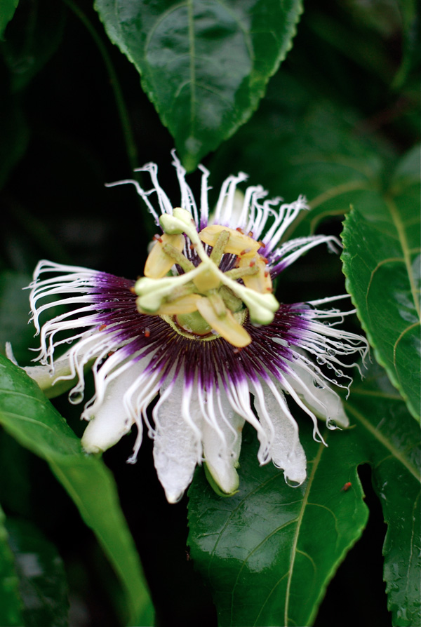 passionfruit flower, costa rica // brooklyn supper