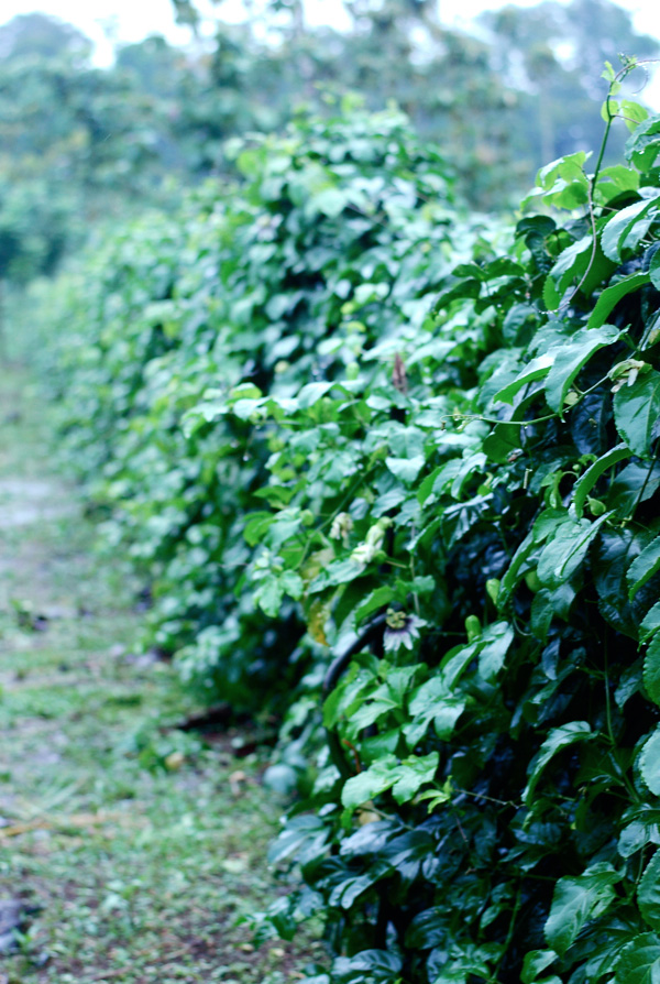 passionfruit vines, costa rica // brooklyn supper