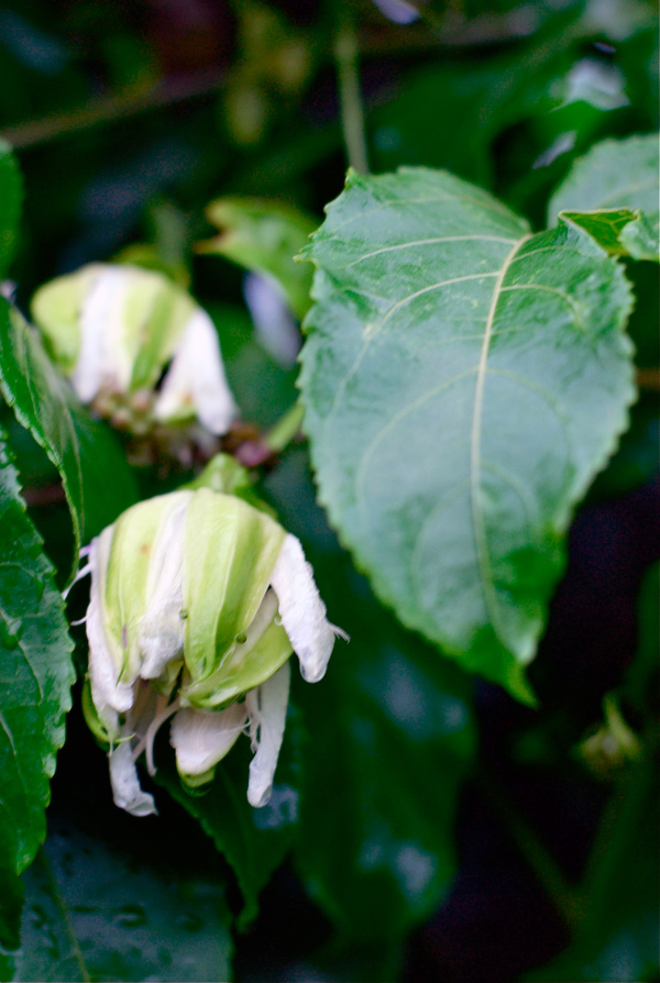 wilted passionfruit flower, costa rica // brooklyn supper