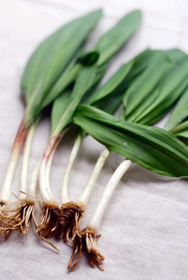 now in season: ramps