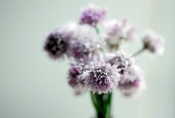 chive blossoms // brooklyn supper