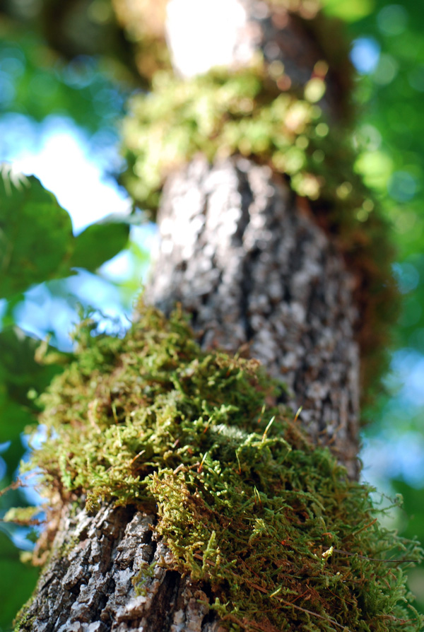 moss sculpture at the blue ridge swim club // brooklyn supper