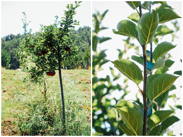 albemarle ciderworks, meet yer eats farm tour // brooklyn supper