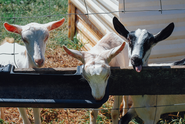 caromont farm, meet yer eats farm tour // brooklyn supper 