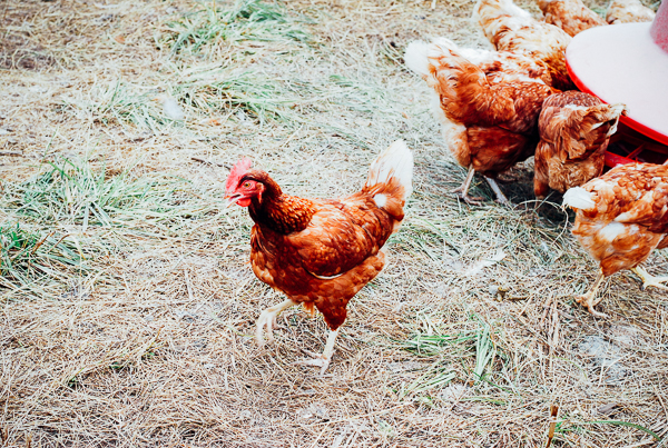 bell air farm, meet yer eats farm tour // brooklyn supper