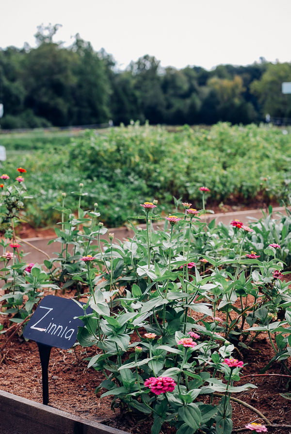 bell air farm, meet yer eats farm tour // brooklyn supper