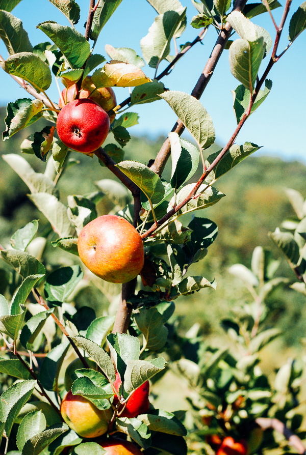 albemarle ciderworks, meet yer eats farm tour // brooklyn supper