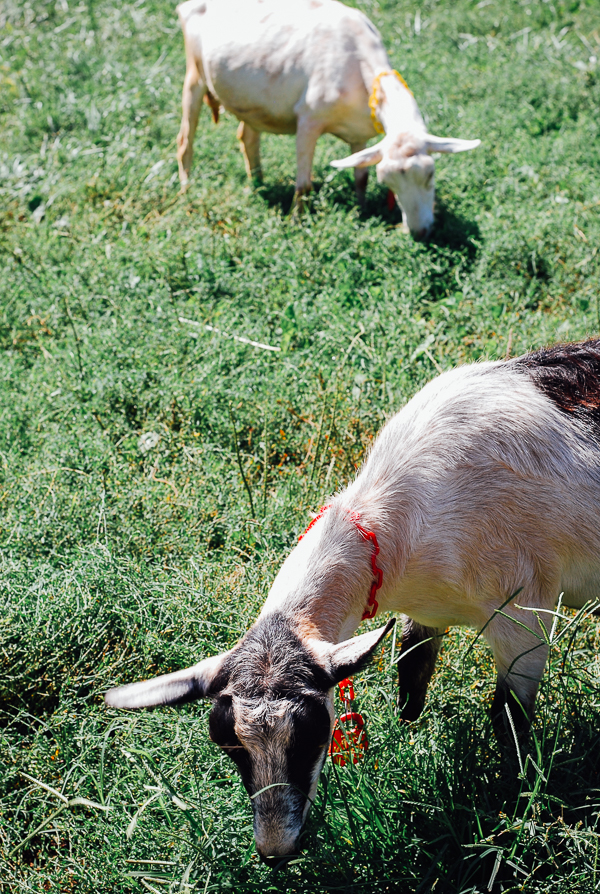 caromont farm, meet yer eats farm tour // brooklyn supper