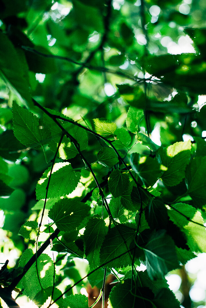 mulberry picking // brooklyn supper