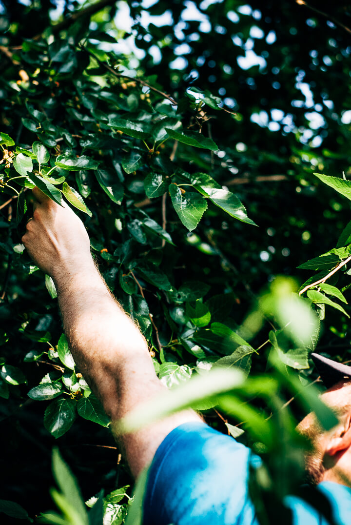 mulberry picking // brooklyn supper