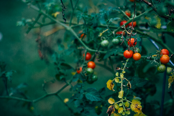 a backyard cookout // brooklyn supper