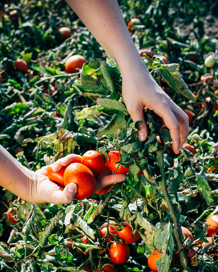 roasted red pepper and tomato soup // brooklyn supper