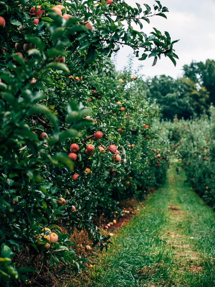 visiting the saunders brothers' orchard // brooklyn supper