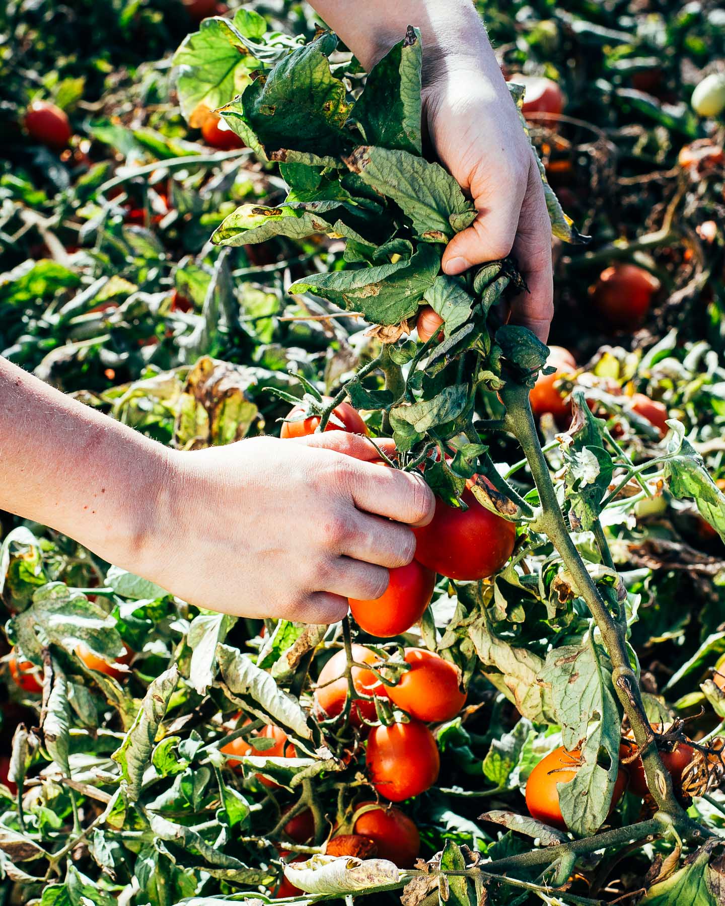 muir glen tomato harvest // brooklyn supper