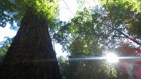 Redwoods