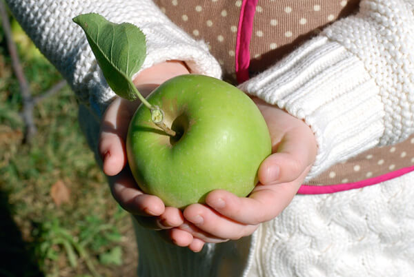 Hands holding an apple. 