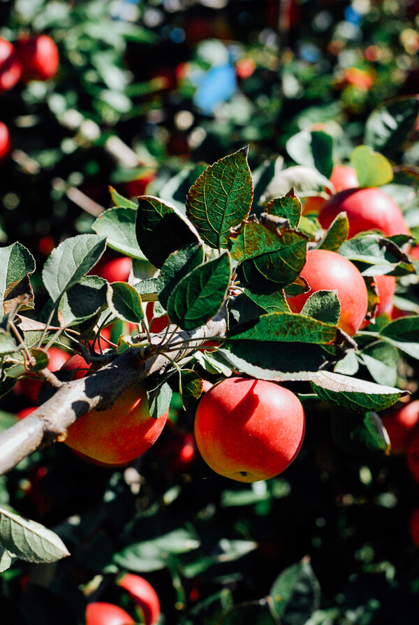 Apples on an apple tree branch