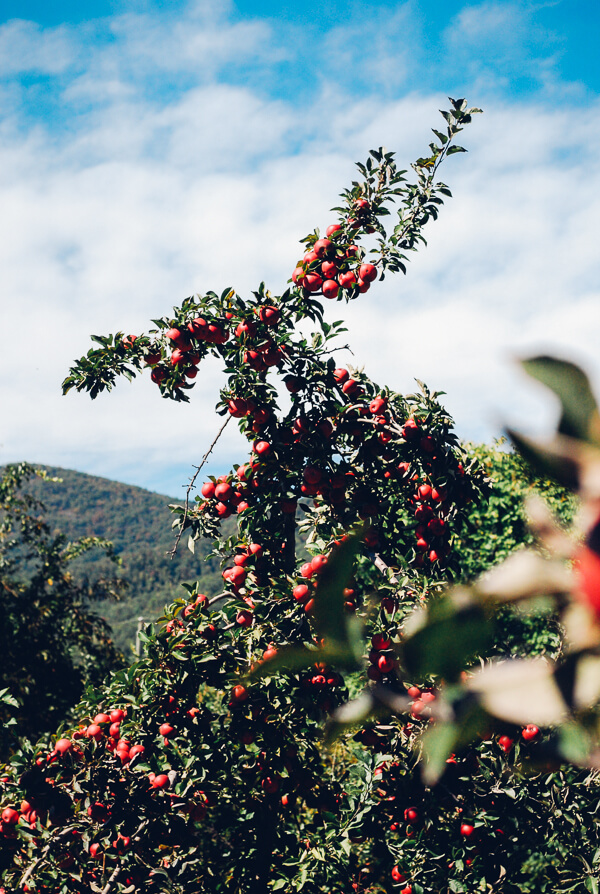 A loaded apple tree near a green mountain. 