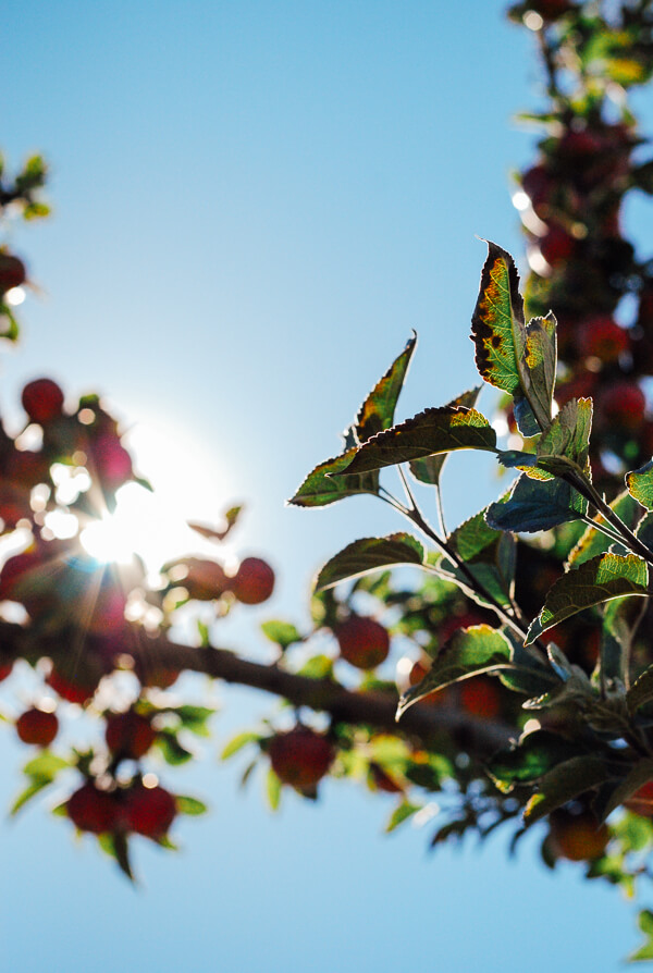 Apples on a branch in the sun