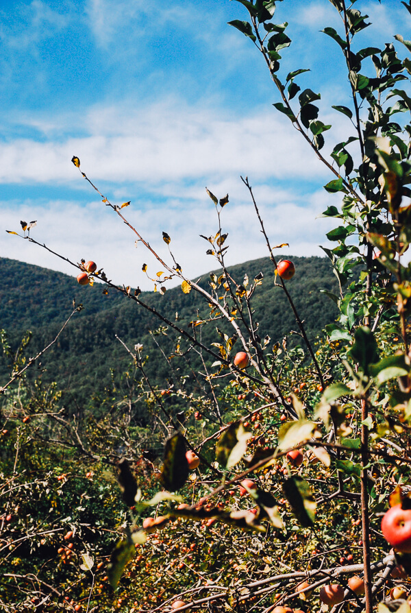 A view of an apple tree with the Blue Ridge Mountains in the background.
