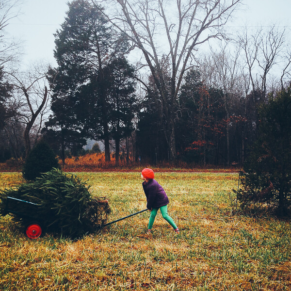 A child pulls a Christmas tree on a cart through a misty field. 