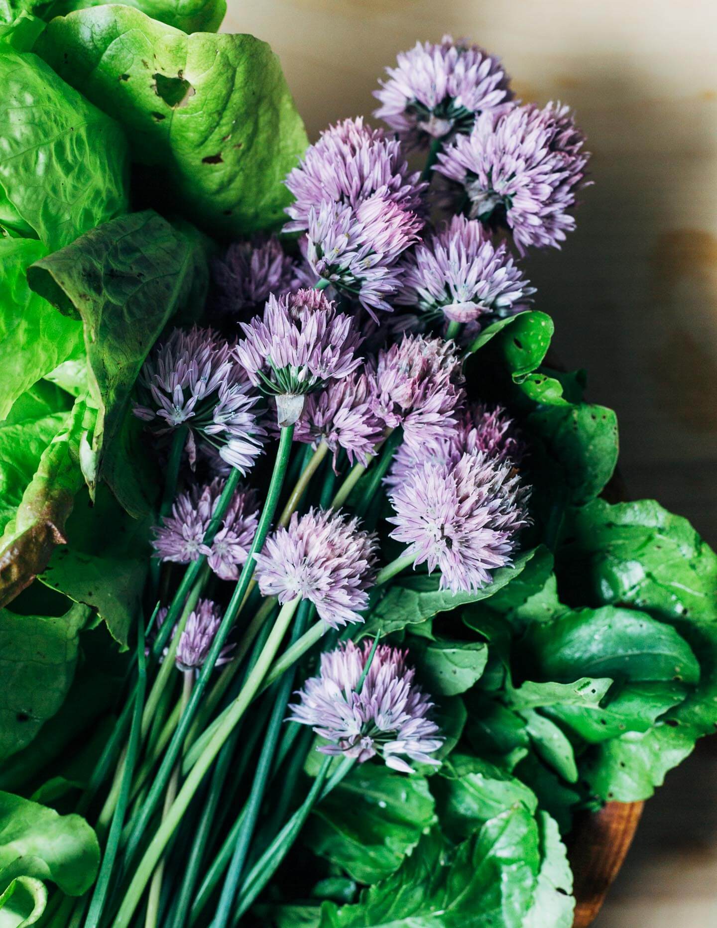 A close up of chive blossoms