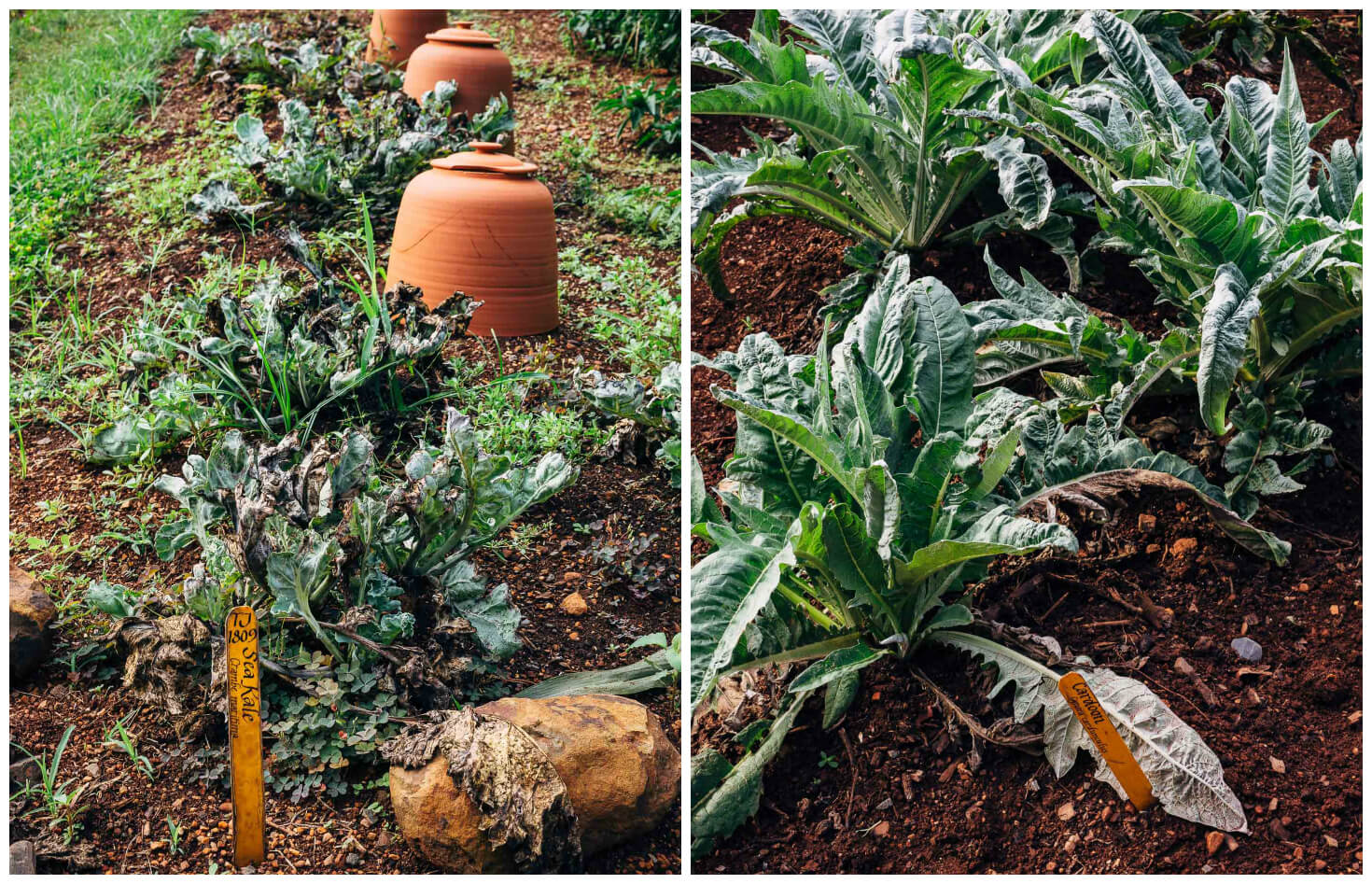 the vegetable garden at monticello // brooklyn supper