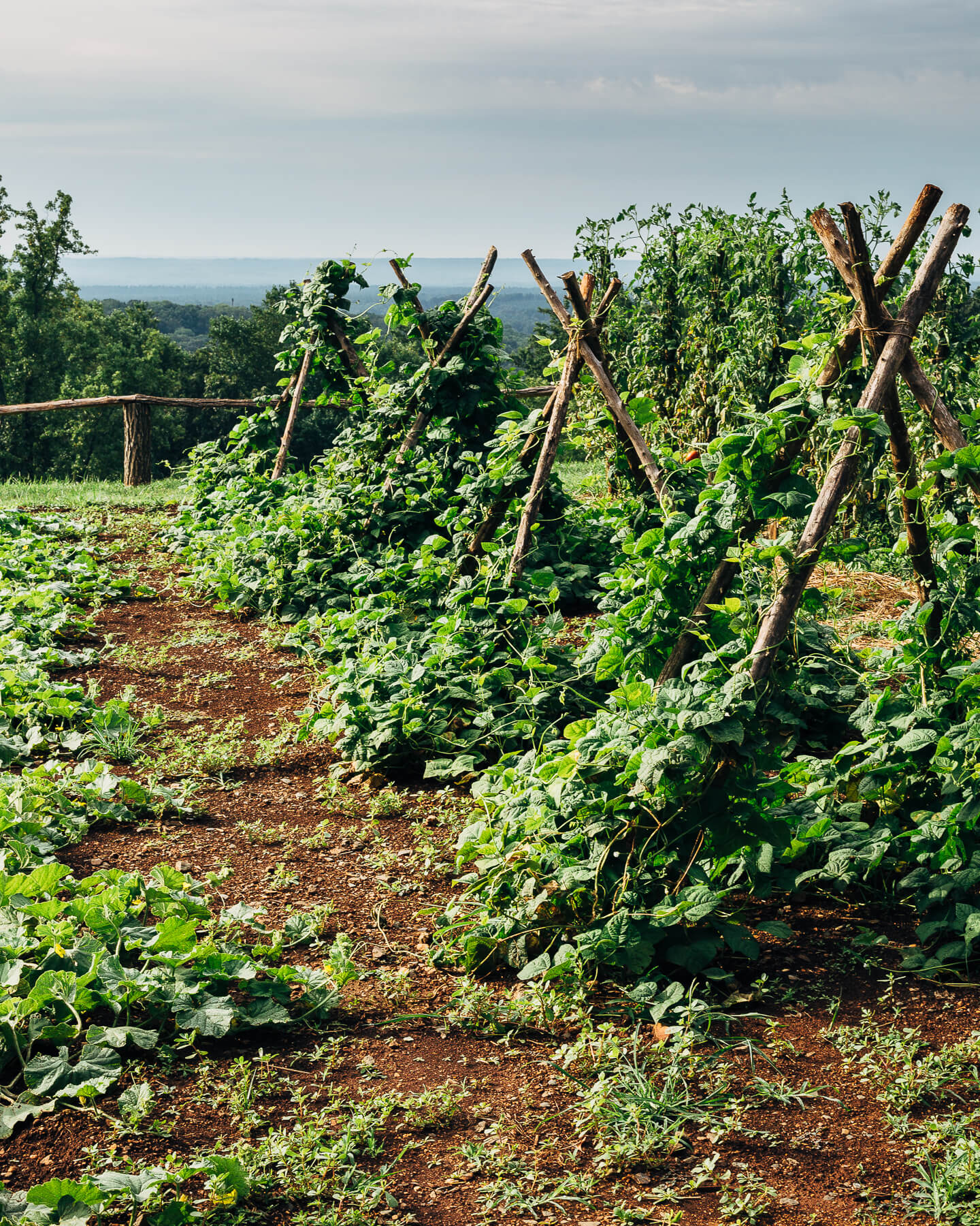 the vegetable garden at monticello // brooklyn supper