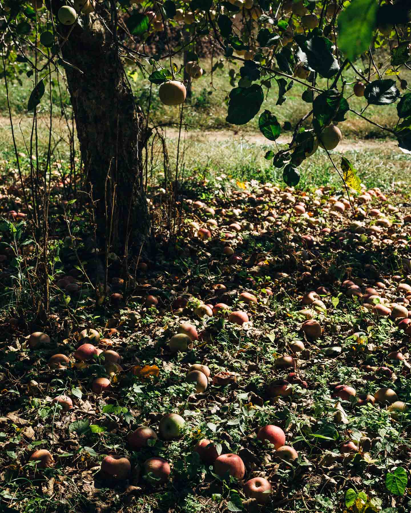 apple picking in charlottesville // brooklyn supper