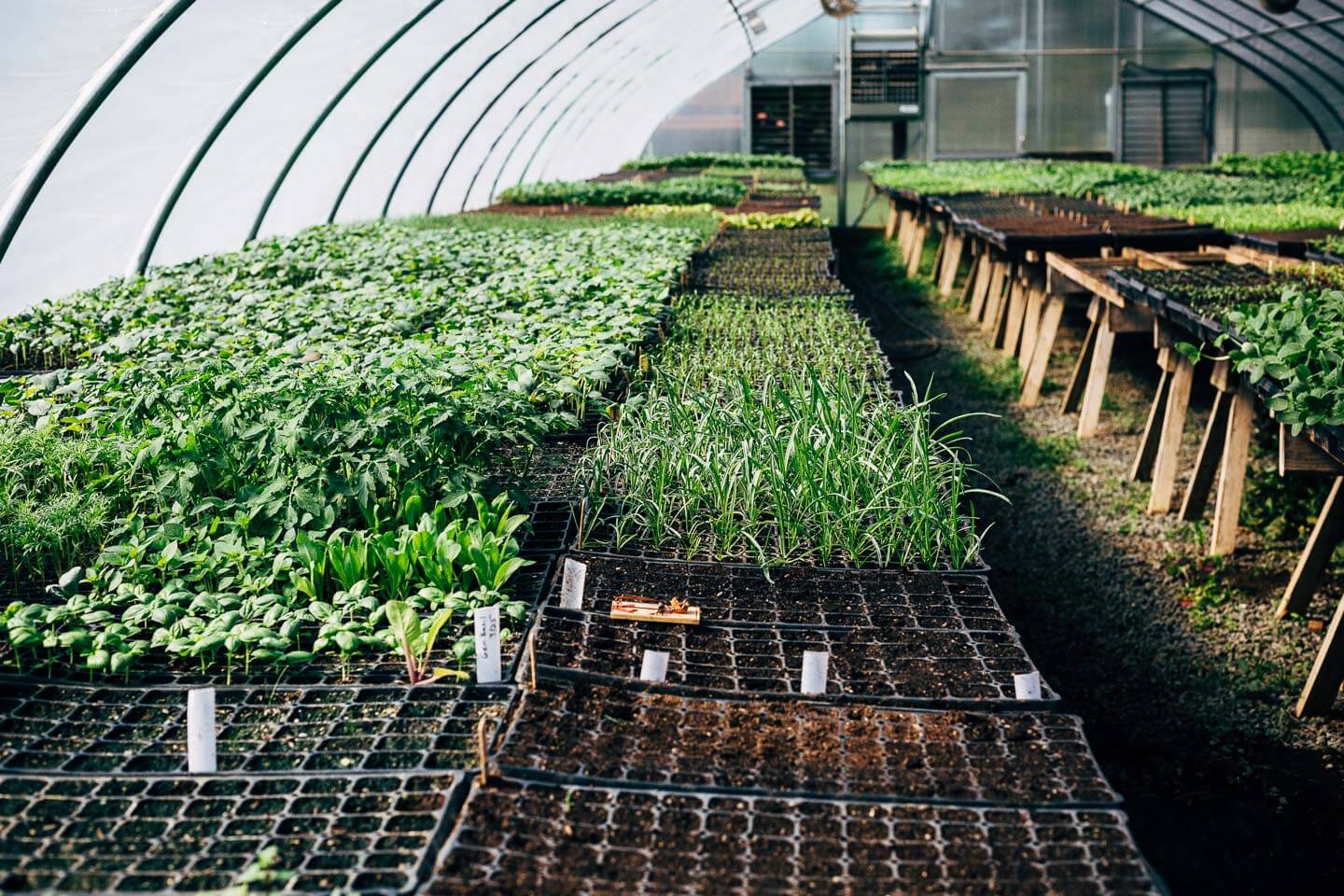 killed lettuce + eating local with a csa // brooklyn supper