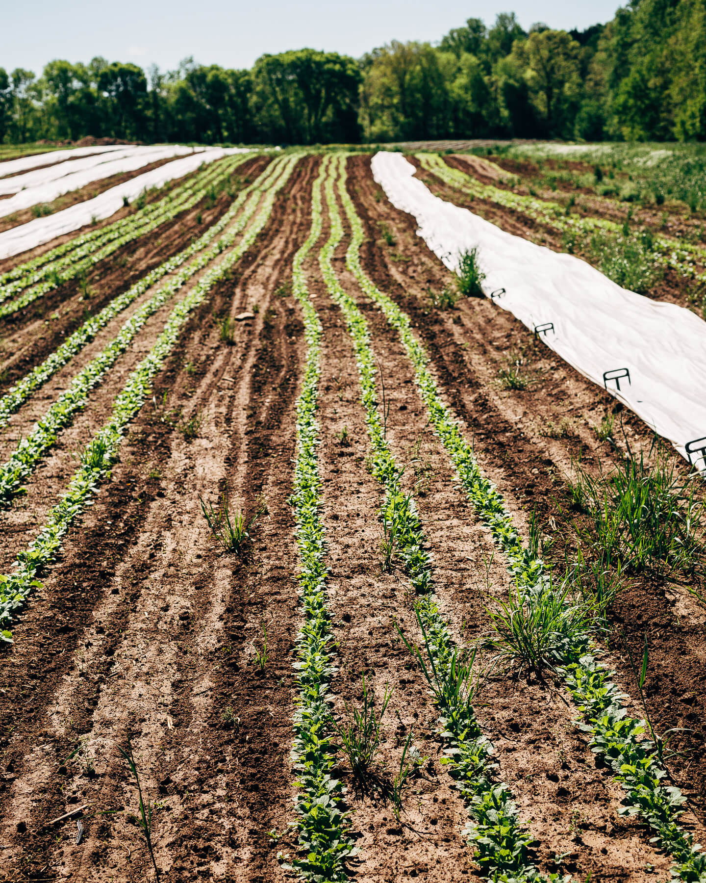 killed lettuce + eating local with a csa // brooklyn supper