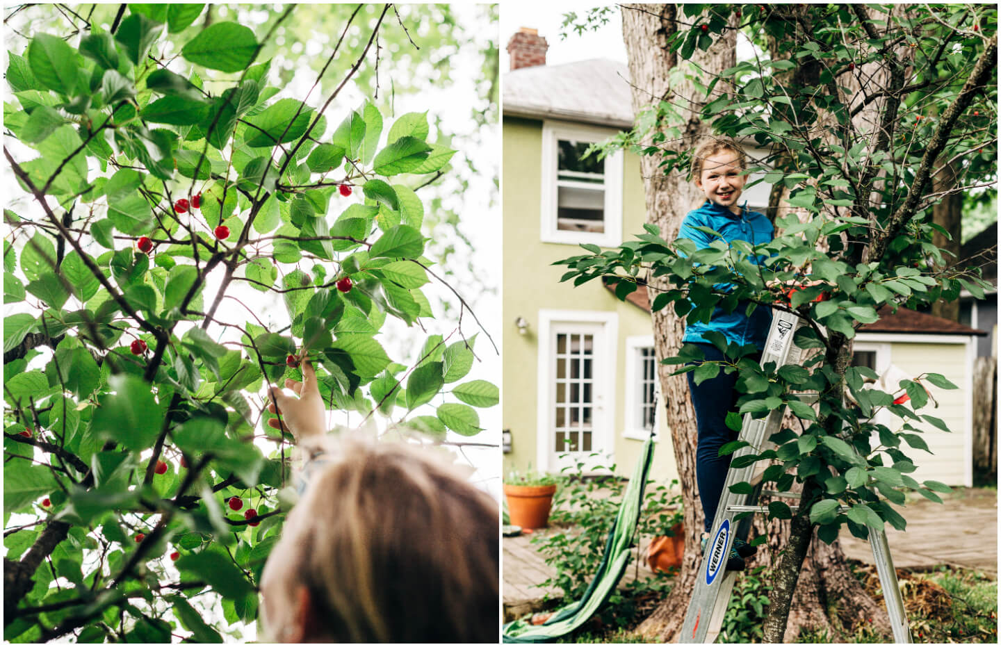 sour cherry harvest // brooklyn supper