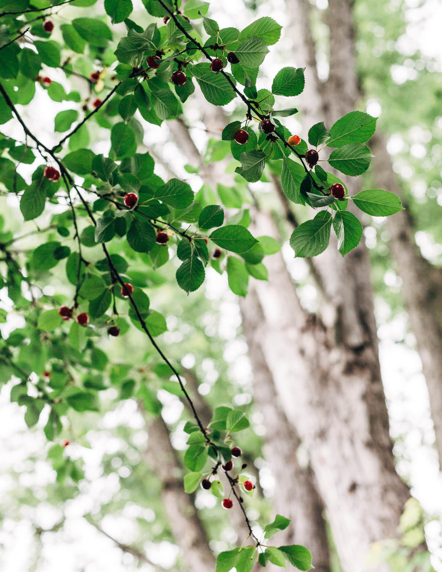 sour cherry harvest // brooklyn supper