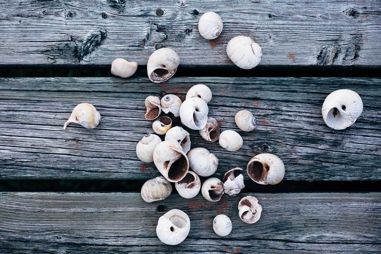 Snail shells from the Beach at Durrell Point