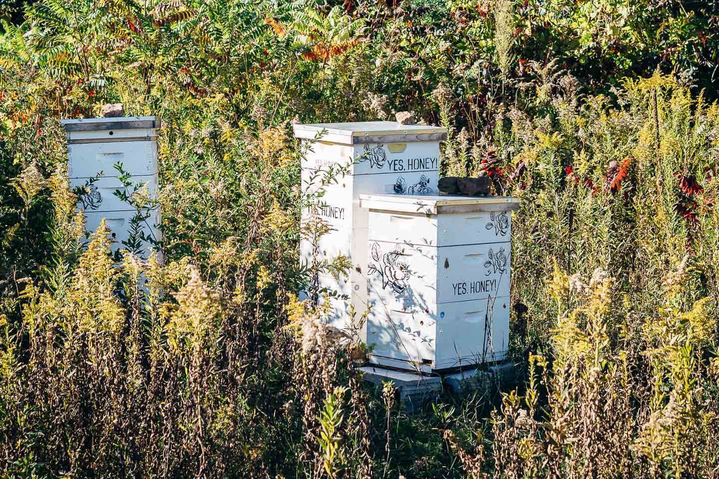 Visiting Sub-Zero and Wolf's Harvest Haven barn and garden in Fitchburg, Wisconsin