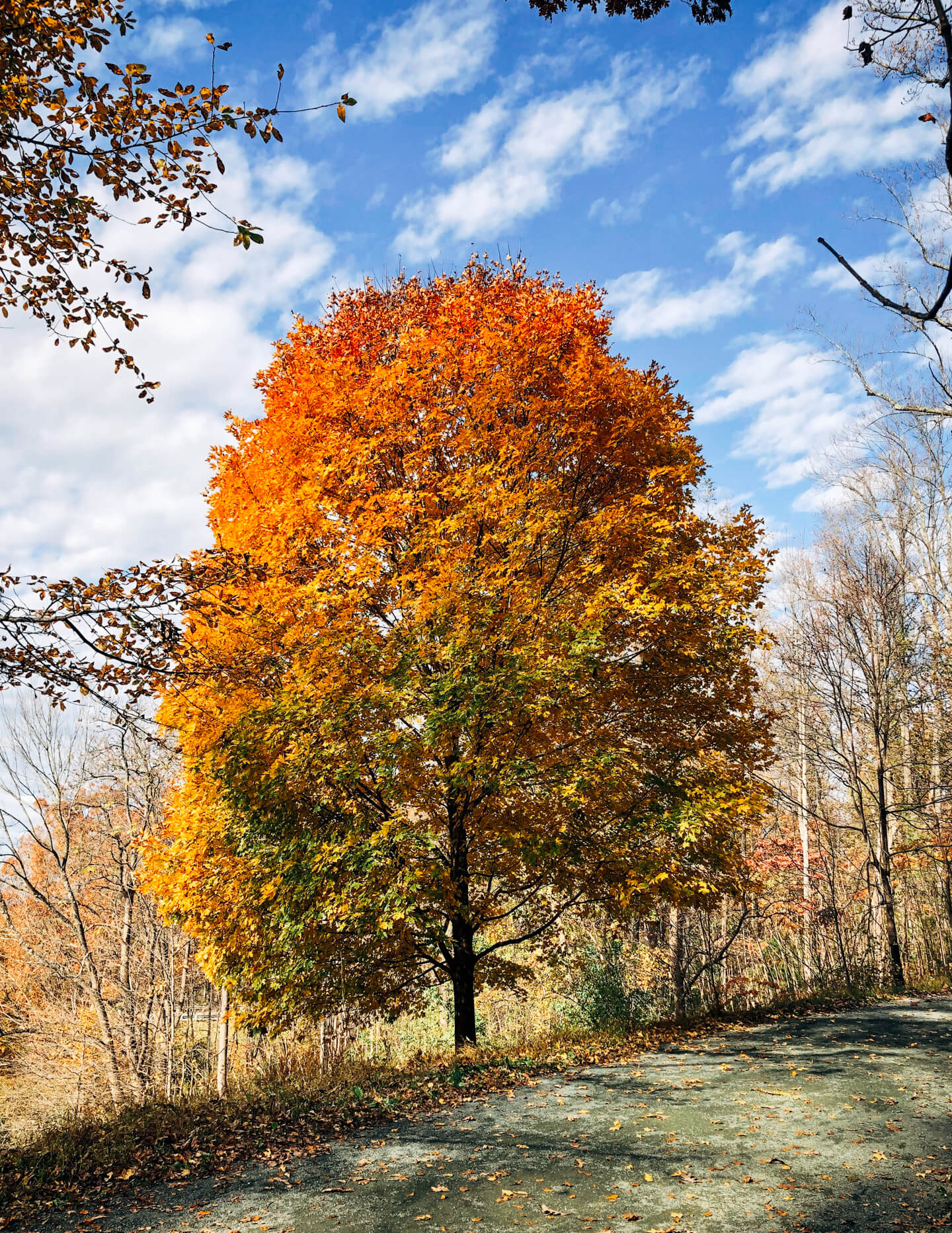 A perfect fall maple tree. 