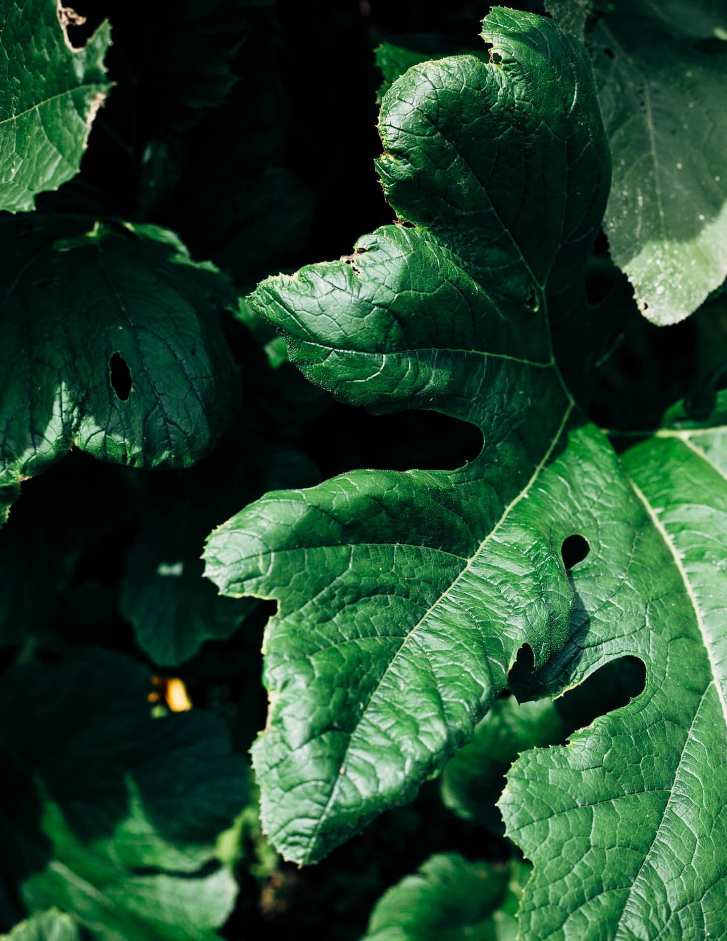 A garden zucchini plant.