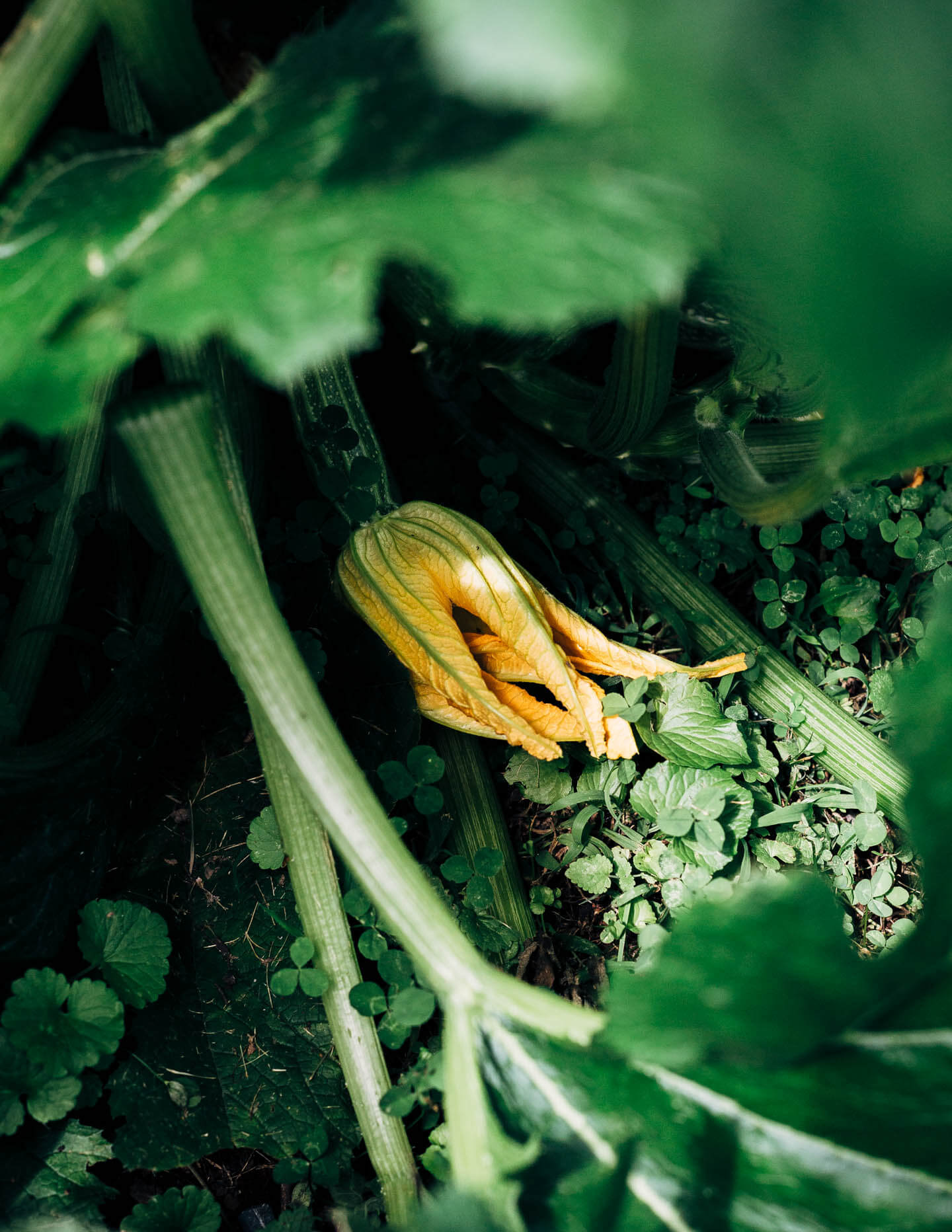 A zucchini blossom on the vine. 