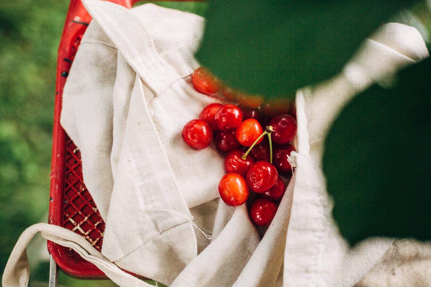 Sour cherry harvest