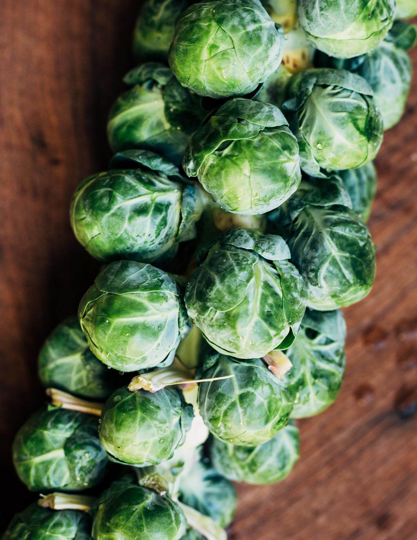 Brussels sprouts on the stalk