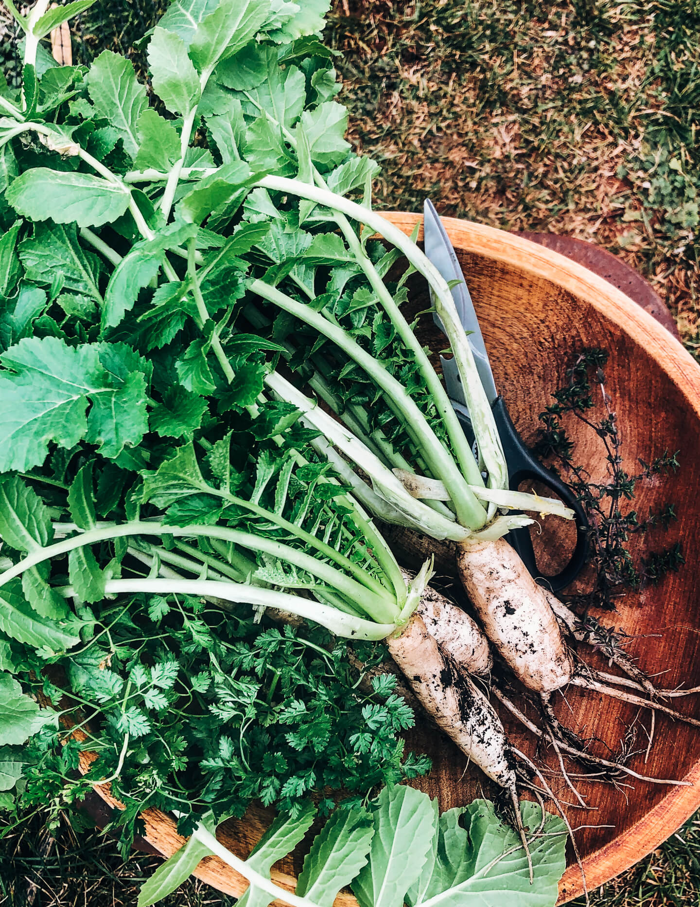 A winter garden harvest in Charlottesville, VA, January 2021. 