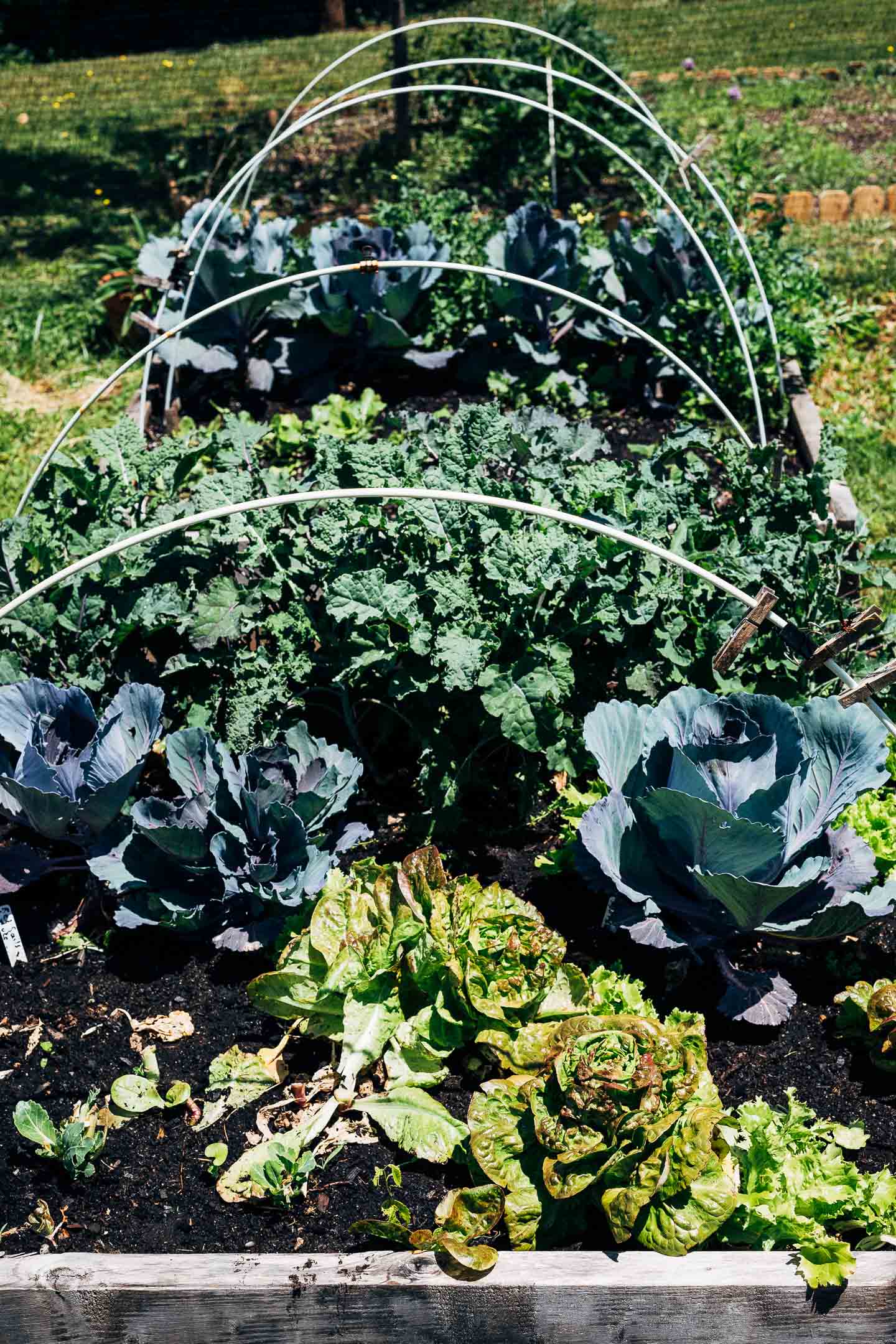 Backyard garden, spring 2021.