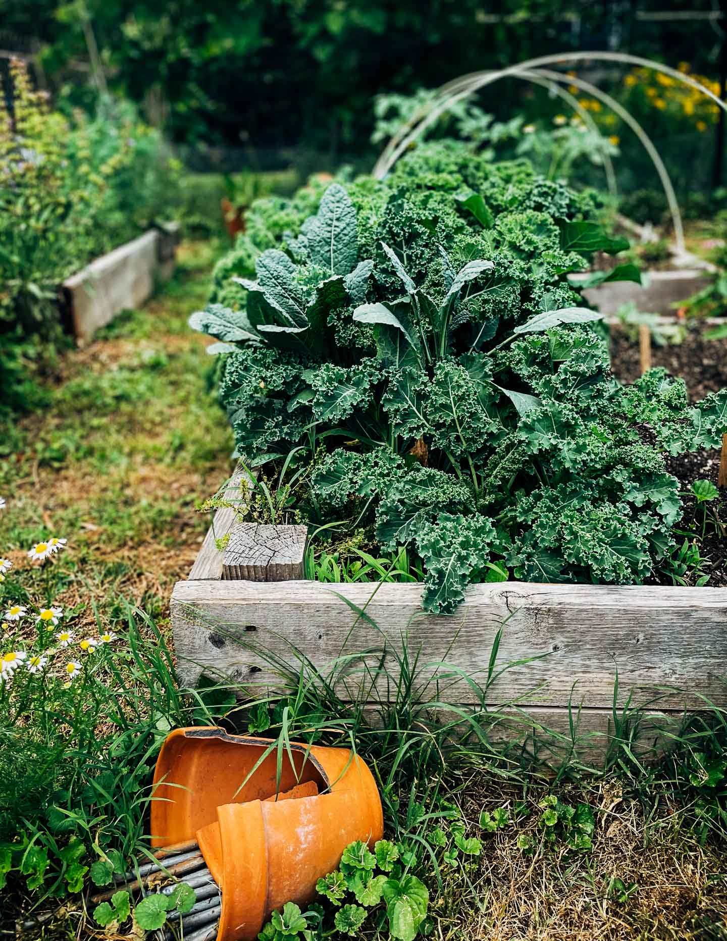 A garden with kale plants and flowers in the background. 