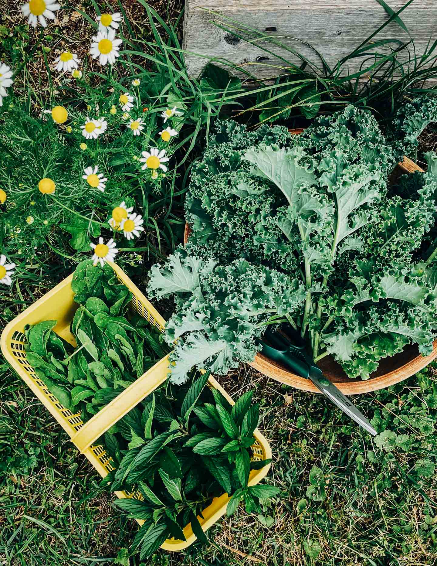 A bowl of freshly cut kale, a yellow basket with herbs, and some flowers in the foreground. 