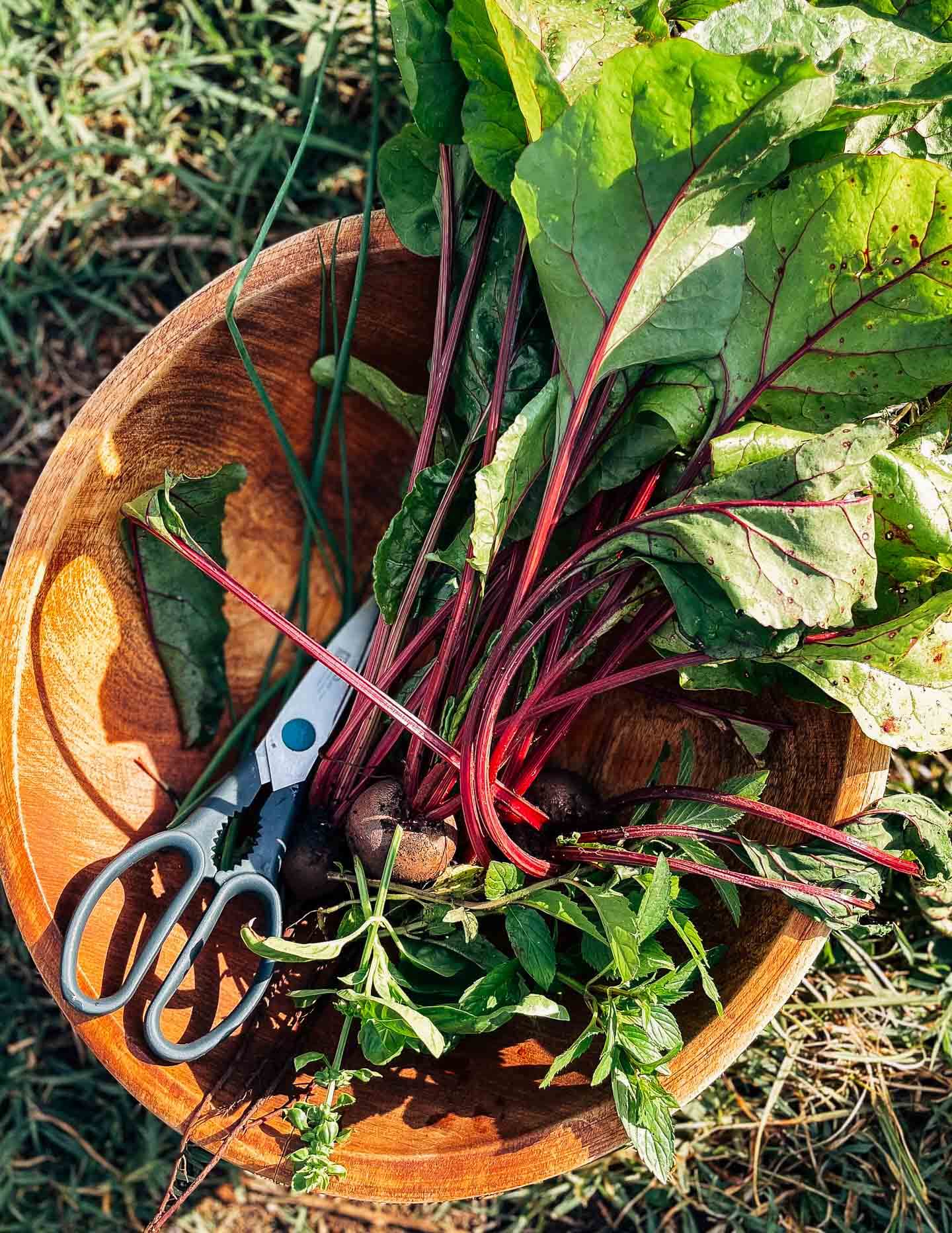 Just-harvested beets in a wooden bowl with scissors. 